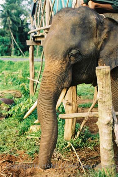 20 Thailand 2002 F1010005 Khao Lak Elefantentrekking 5_478